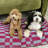 Mabel Designer Modern Ultra Soft Reversible Plush Rectangular Pet Bed with Washable Cover-106171327-106171332