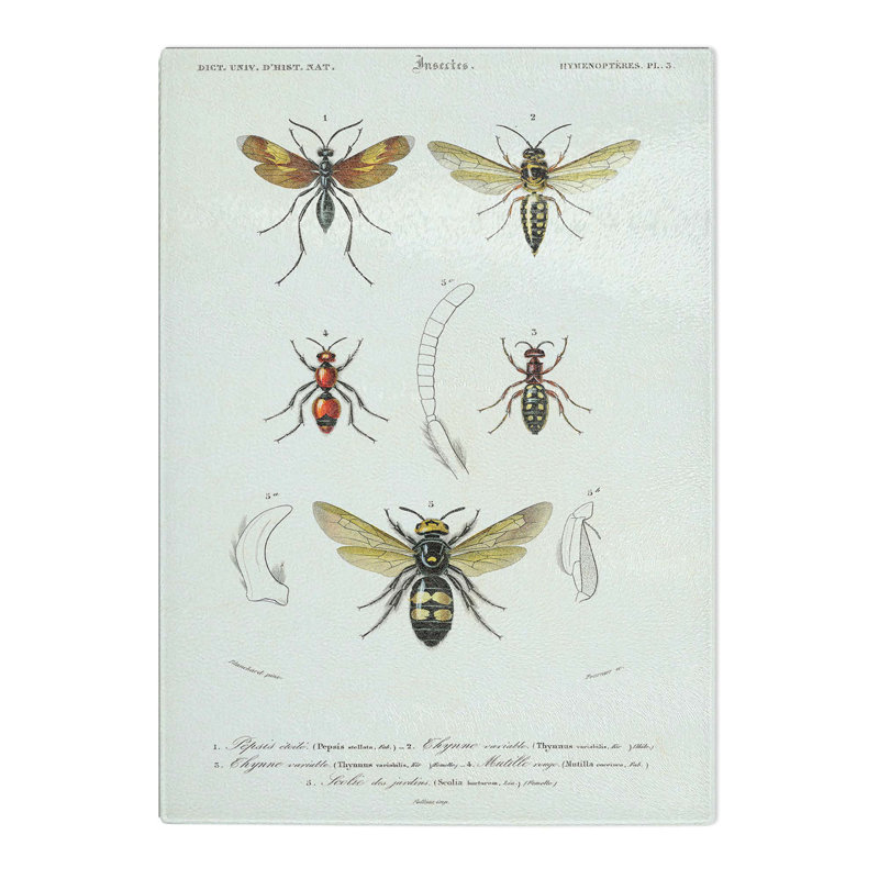 Tempered Glass Insect Illustrations PL. 5 by Charles D' Orbigny Chopping Board, 20 cm x 28.5 cm