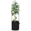 Asmunn Plant Stand