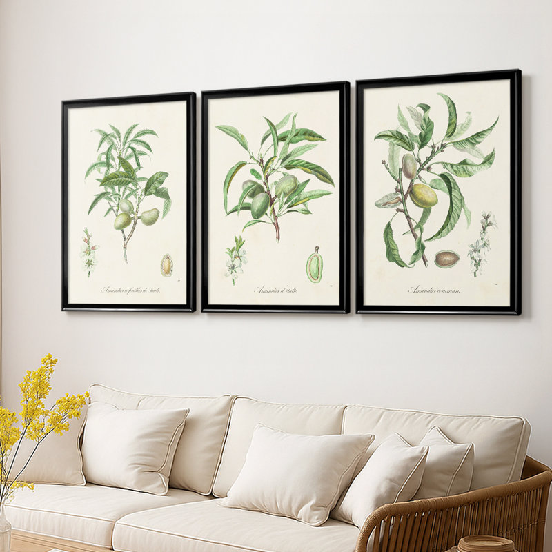 Antique Ammond Botanical II - Toile tendue avec châssis sur mesure - 3 pièces, H 15 po x l 19 po, Noir
