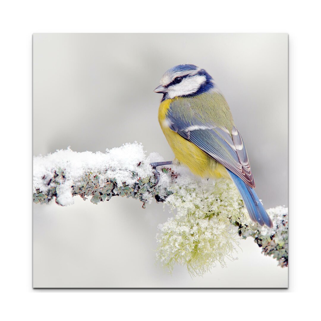 Leinwandbild Blau, gelber Vogel im Winter