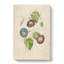 Morning Glory Flowers by Pierre-Joseph Redoute - Wrapped Canvas-55362543