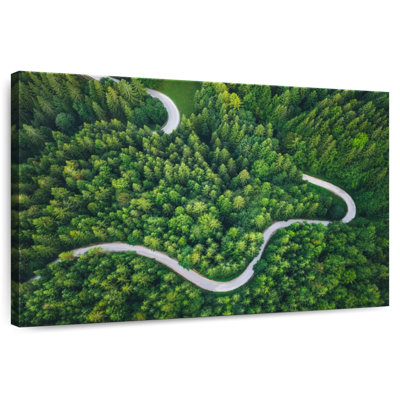Alvord Winding Pine Forest Road