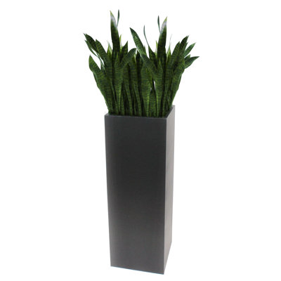 Plante de sol dans un pot de fleurs Sansevieria