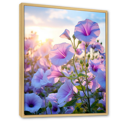 Higherton " Purple Morning Glory Morning Glory "