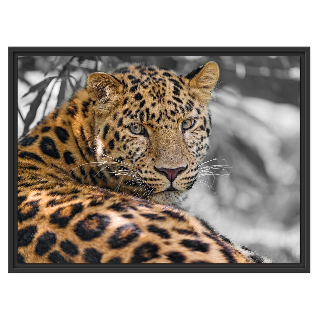 Leopard Gerahmter Fotokunstdruck