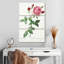 Provence Rose Rosa Indica de Les Roses-410719180