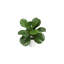 Pot à fleurs décoratif en ficus blanc 15 po Algreen
