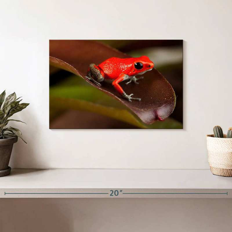 Crowle Poison Frog, 8" H x 12" W