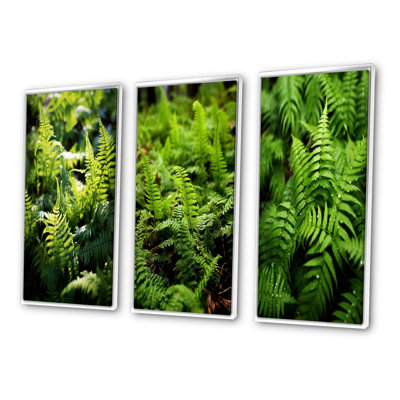 " Green Fern Fonds " 3 - Pieces