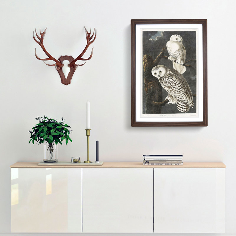 Snowy Owls by John Audubon - Framed Print, Walnut Framed, 48cm H x 36cm W x 2cm D