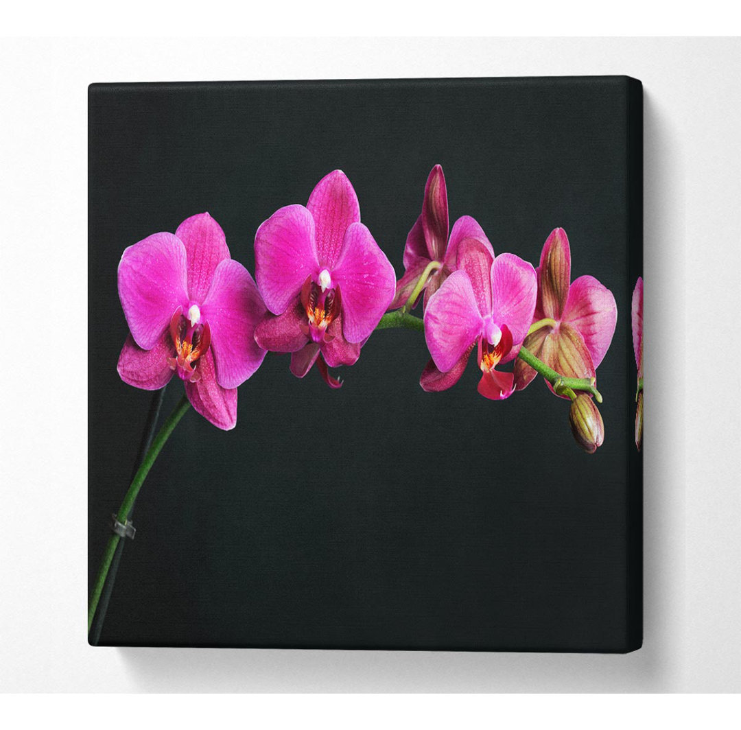 Kunstdruck Arwin Rosa Orchideen-Kurve