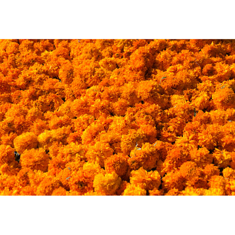 Texture Of Marigold Flower by YinYang - Wrapped Canvas Print, 61cm H x 91cm W x 3.8cm D