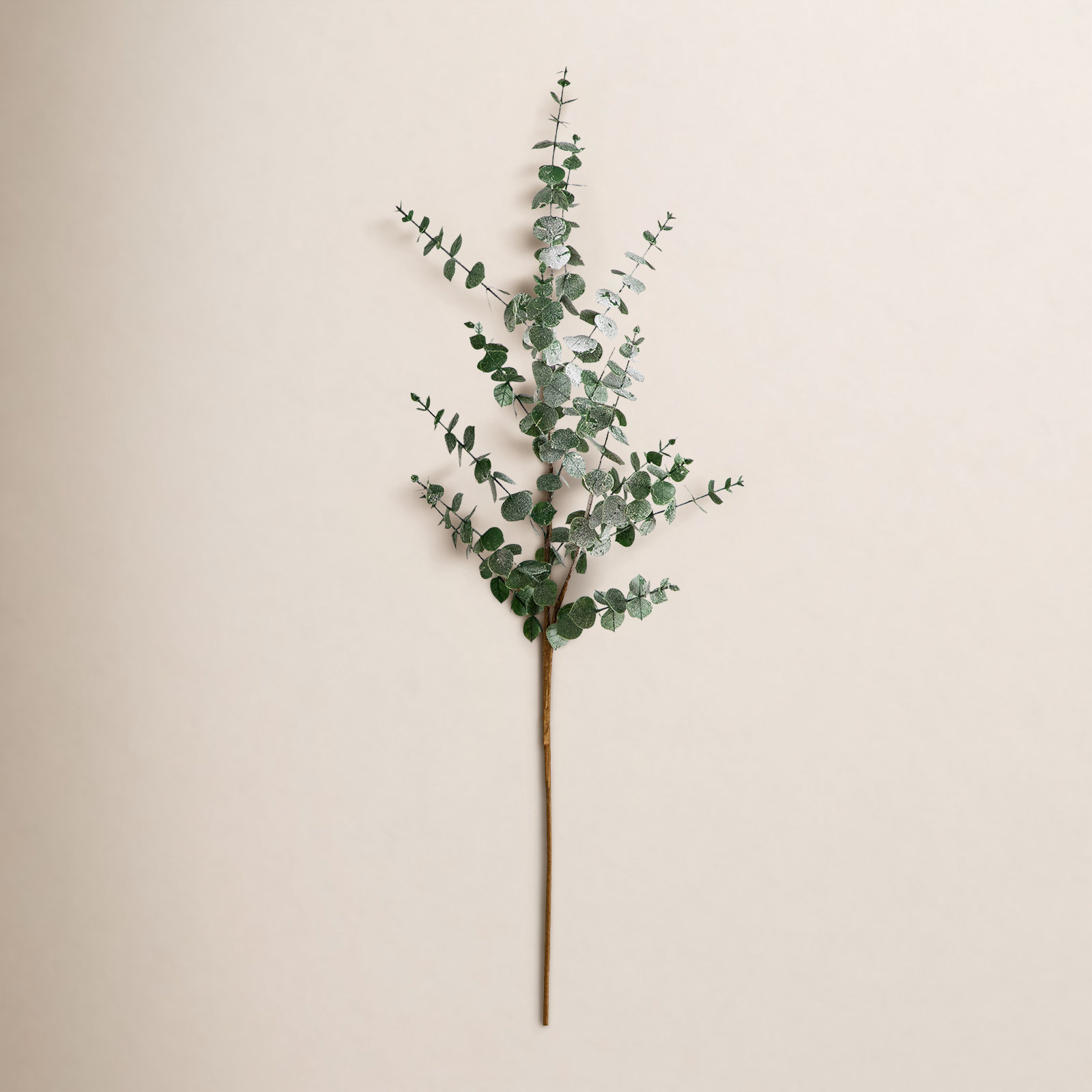 Eucalyptus Floral Stems