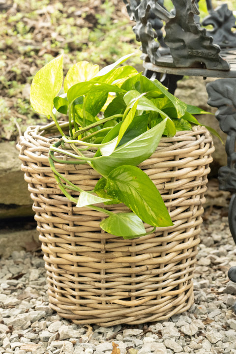 Add Natural Elegance to Your Space