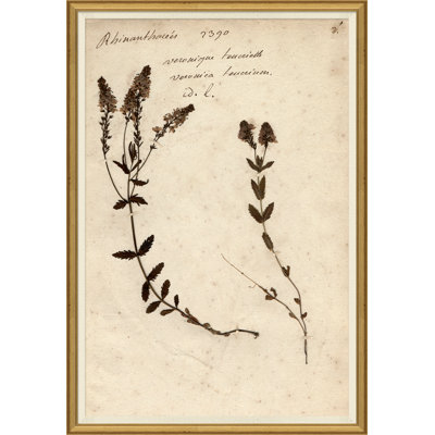 Herbarium Giclee Print by Soicher Marin Archives