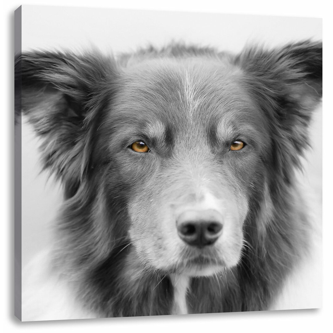 Leinwandbild Schöner Australian Shepherd Mischling