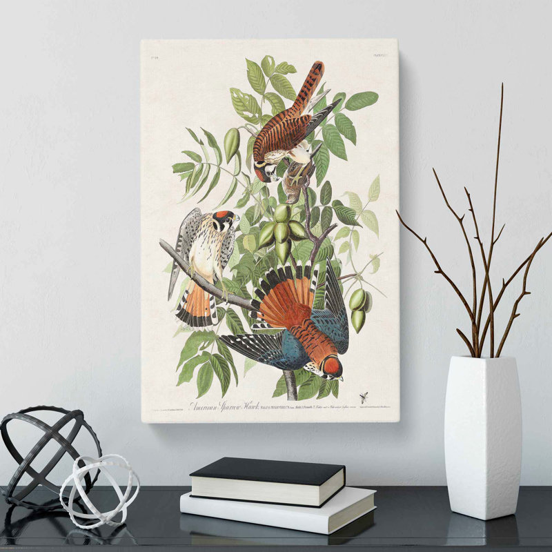American Sparrow Hawks by John Audubon - Wrapped Canvas Painting, 50cm H x 35cm W x 3cm D