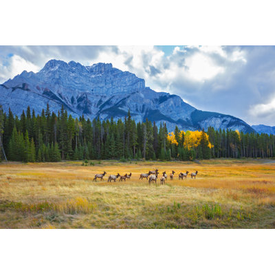 " Herd Of Deer " by Kavram