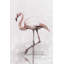 «Flamingo Splash», reproduction sur toile-982204301-982204297