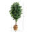 72'' Faux Ficus Tree in Burlap, Cotton Planter