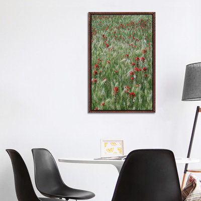 Indian Paintbrush And Foxtail Barley Field, Texas 1 Piece Wall Art on Canvas
