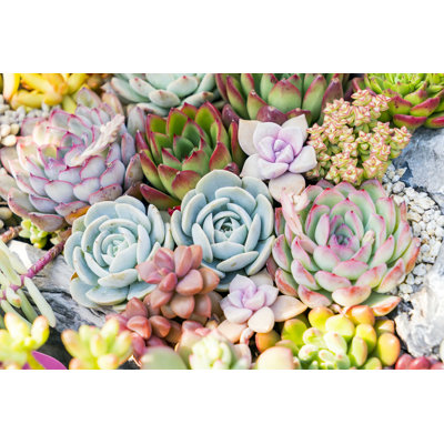 Plantes succulentes miniatures - photographie sur toile tendue