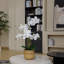 30" White Orchid Arrangement in a Large Tan Ceramic Planter | Real Touch White Moth Phalaenopsis Orchids
