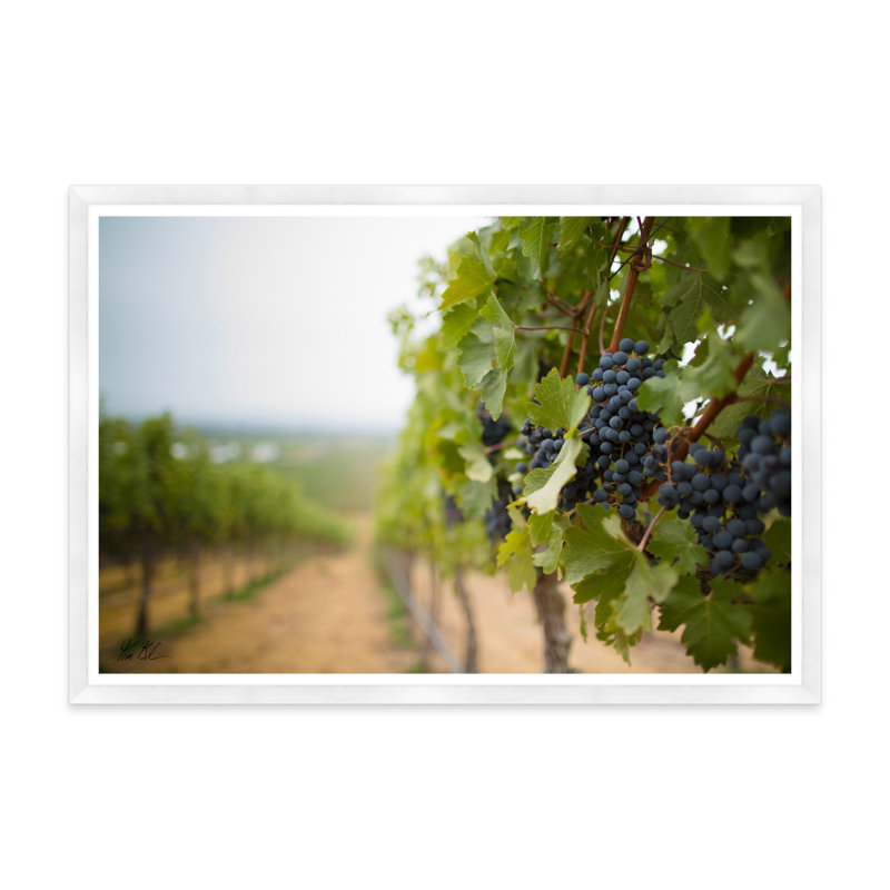 Architecture Collection " Grapes in the Vineyard " Color Photography Print, 35.5" H x 54.75" W x 1.5" D, White