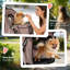 Foldable Pet