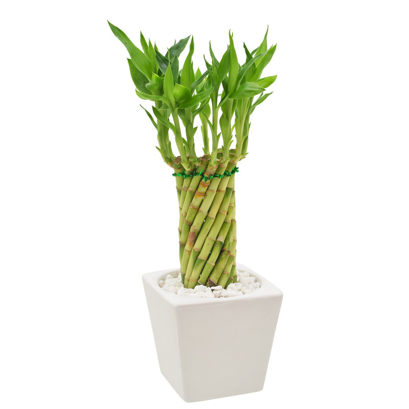 Carolina Tornado Lucky Bamboo in Black Ceramic Planter