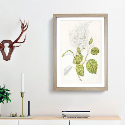 Rangiora Flowers by Sarah Featon - Framed Print
