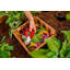 Lit de jardin surélevé en bois Mezza-399238553