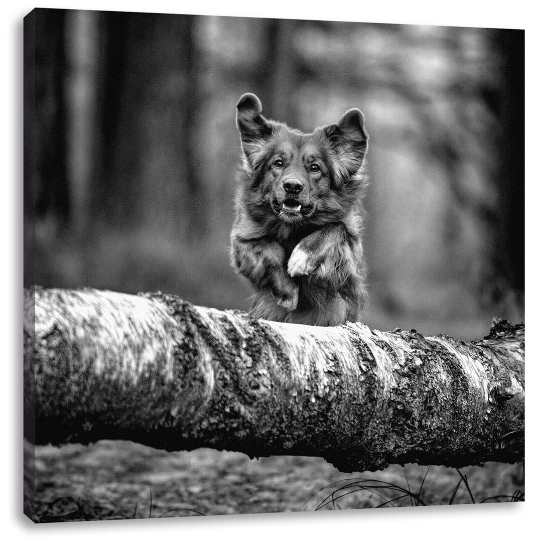 Leinwandbild Dog Jumping over Tree Trunk in Forest