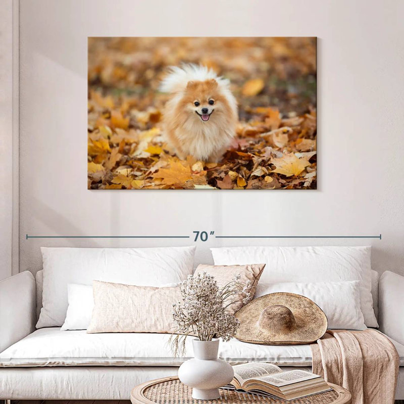 Spitz allemand Brampt sur une promenade d'automne, H 30 po x l 45 po