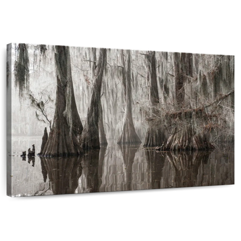 Harnek Trees Growing In Caddo Lake, 30" H x 45" W