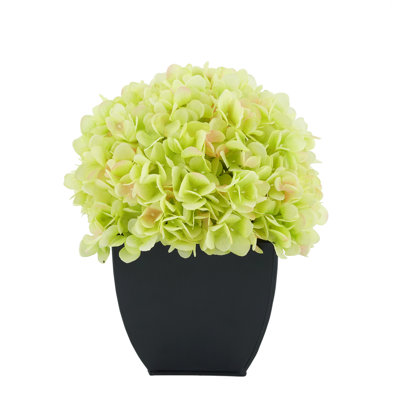 Arrangement floral hortensia en pot