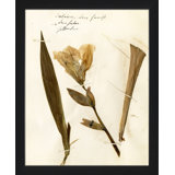 Pressed Botanical 23 Print