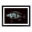 A Blue Fish - Framed Print-55457271-55457273