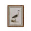 Wading Bird Prints, Set of 4