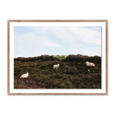 Sheep In Heather Print by Wesley And Emma Teague