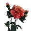 Plastic, Silk Artificial Arrangement-88685027