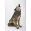 GRANDE STATUE LOUP