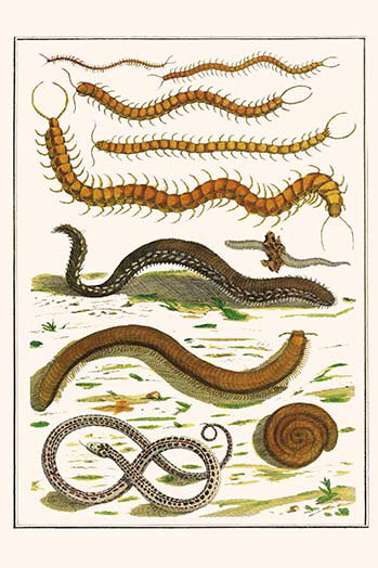 « lumineuse centipede géant centipede serpent » par albertus seba, impression, H 36 po x l 24 po x P 1,5 po