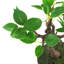 63.5cm Faux Bonsai Plant in Pot Liner