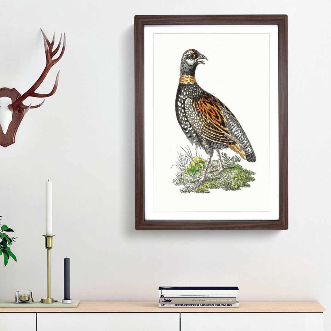 Francolin Partridge by George Shaw - Framed Print