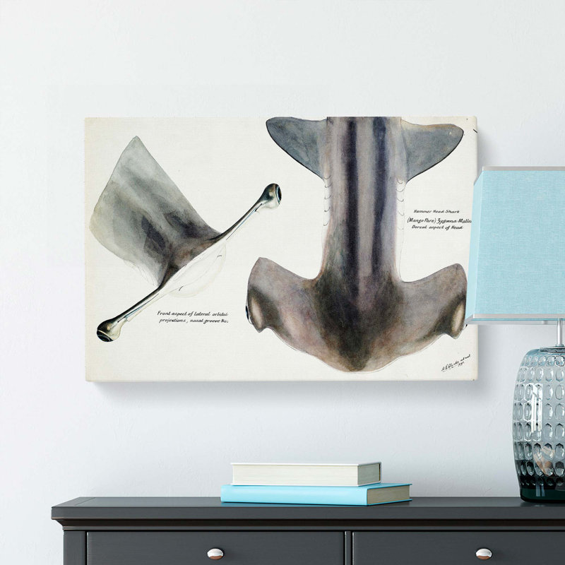 Illustration Of The Nose Of A Hammerhead Shark by F.E. Clarke - Wrapped Canvas Painting, 35cm H x 50cm W x 3cm D