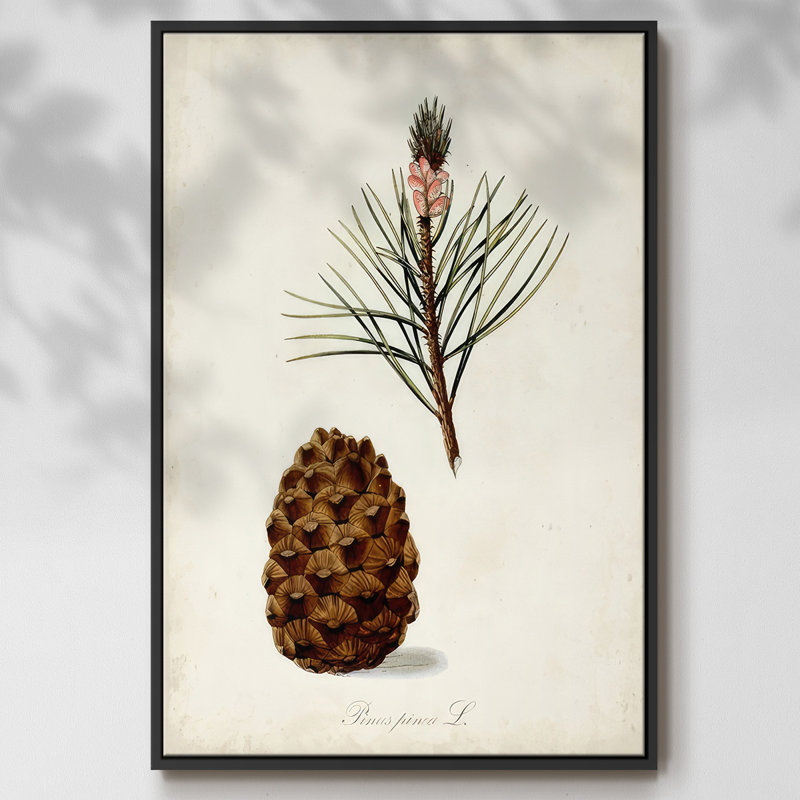 Étude d'arbre antique V, Cadre noir, H 25 po x l 17 po x P 1,5 po