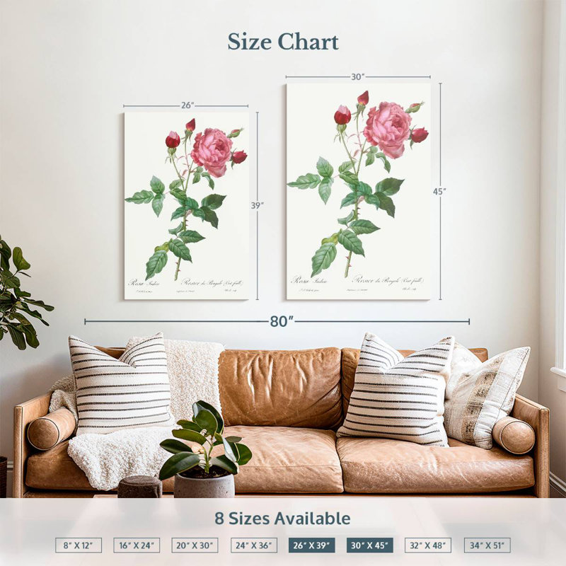 Provence Rose Rosa Indica de Les Roses, H 39 po x l 26 po