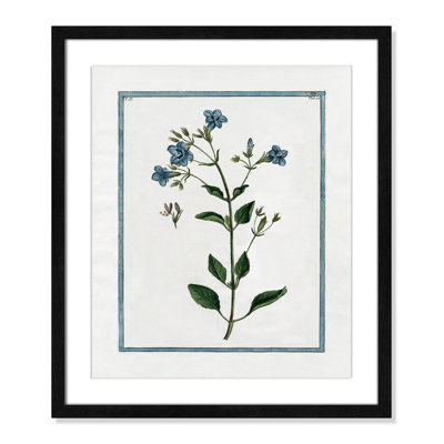 Colombe "Shabby Elegance Botanical II" Print